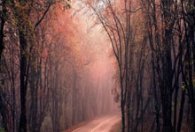 德甲彩经：圣保利力擒霍芬海姆.